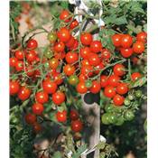 TOMATE CERISE BIO - 0.5 G