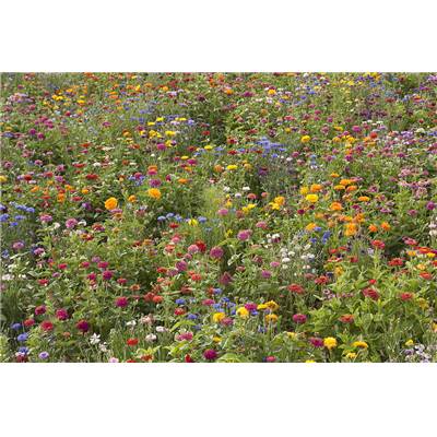 CAMPAGNE EN FLEURS - 10 G