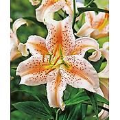 LYS ORIENTAL SALMON STAR