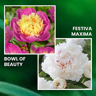 OFFRE SPECIALE PIVOINE - 4 BULBES