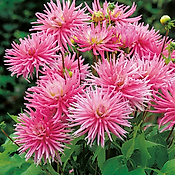 DAHLIA CACTUS PARK PRINCESS - 2 BULBES