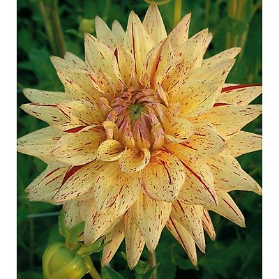 DAHLIA DECO HY PIMENTO