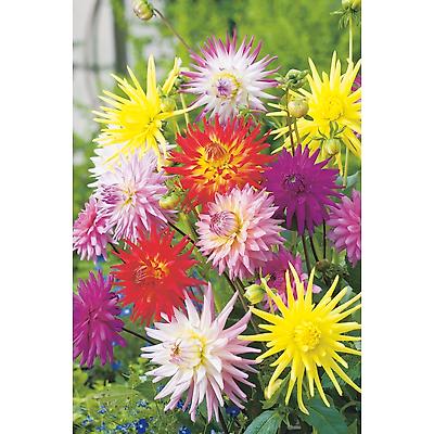 MELANGE 5 DAHLIAS