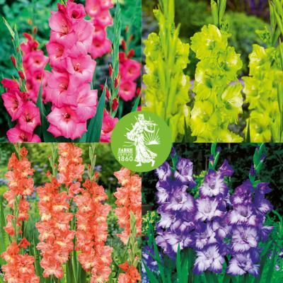 OFFRE SPECIALE GLAIEULS - 40 BULBES