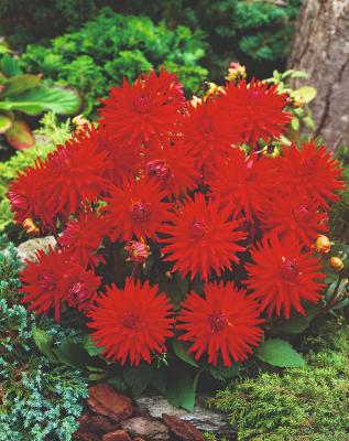 DAHLIA OSCAR - 2 BULBES