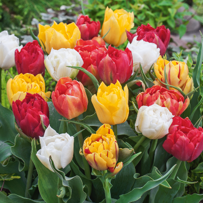 Mélange tulipes doubles hâtives - 40 Bulbes
