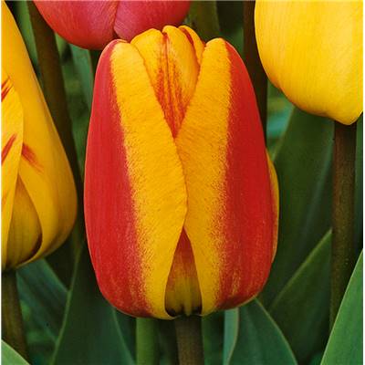 TULIPE APELDOORN ELITE - 10 BULBES