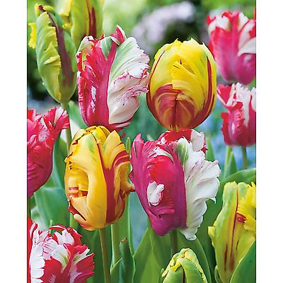 TULIPES PERROQUET MELANGE - 20 BULBES