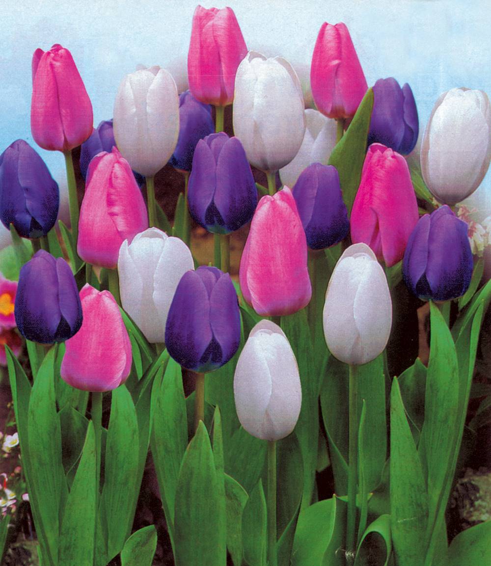 OFFRE 30 BULBES DE TULIPE MELANGE - bulbes