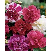 PETUNIA MULTIFLORE DOUBLE HYBRIDE - 150 GRAINES