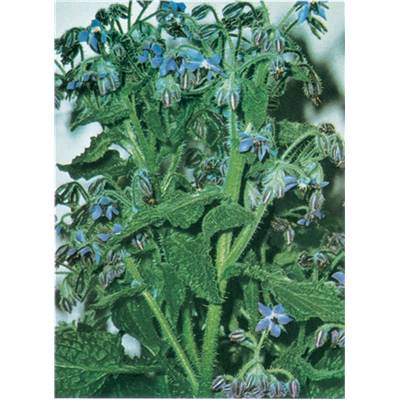 BOURRACHE OFFICINALE -2 G