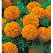 ROSE D'INDE ORANGE - 0.3 G