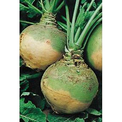 CHOU NAVET RUTABAGA JAUNE COLLET VERT - 100 G