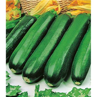 COURGETTE PIXAR HF1 - 3 G