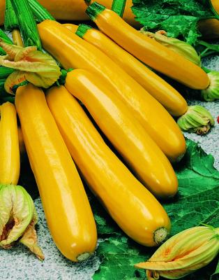 Courgettes Parador F1
