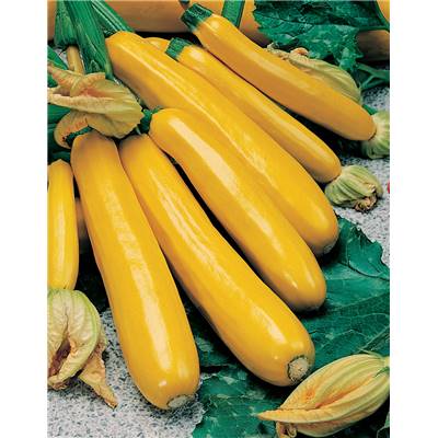 COURGETTE PARADOR HF1 - 10 G