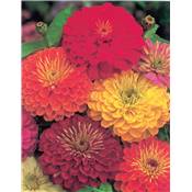 ZINNIA ROBUSTA - 2 G