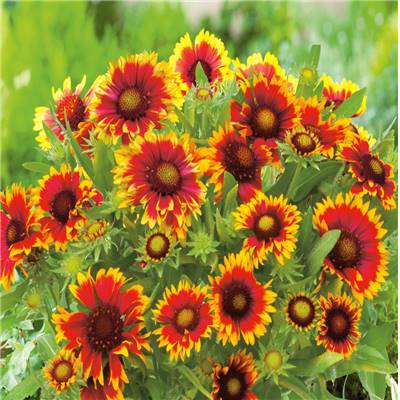 GAILLARDE ROYALE - 3 GODETS