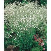 GYPSOPHILE BLANC PLANTE VIVACE - 3 GODETS