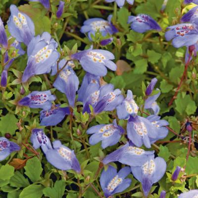 MAZUS RAMPANTE BLEUE MAUVE - 3 GODETS