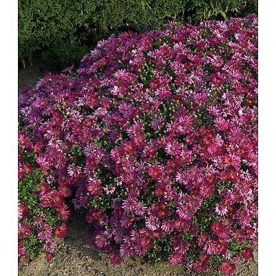 ASTER DUMOSUS - POURPRE LOT DE 3 GODETS