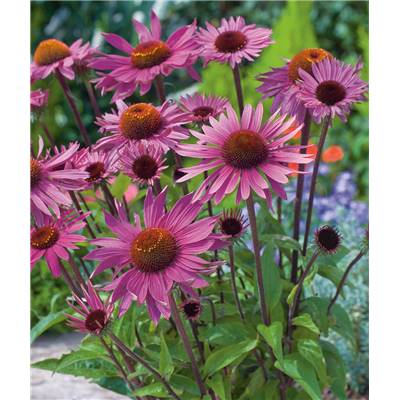 ECHINACEA PURPUREA - 3 GODETS