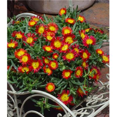 DELOSPERMA - WHEEL OF WONDER - FIRE WONDER - PLANTE VIVACE - 3 GODETS