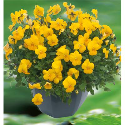 VIOLA OR - LOT DE 6 GODETS