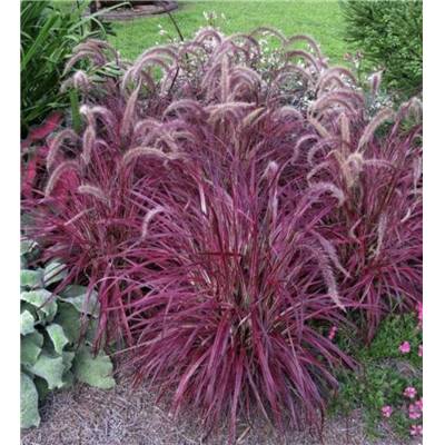 PENNISETUM SETACEUM RUBRUM - 3 GODETS