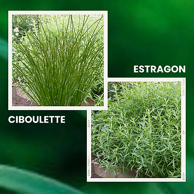 OFFRE AROMATIQUES - 1 CIBOULETTE + 1 ESTRAGON + 1 CIBOULE