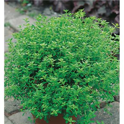 THYM CITRON - LOT DE 2 PLANTES