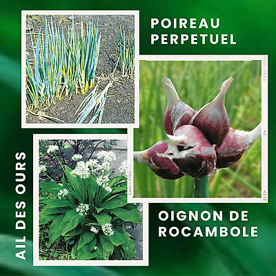 OFFRE LOT DE 3 PLANTS - LEGUMES ANCIENS