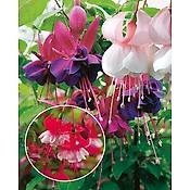 OFFRE SPECIALE FUCHSIAS - 9 GODETS