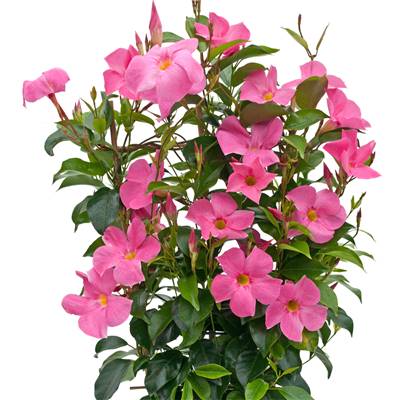 DIPLADENIA DIAMANTINA ROSE - LE POT