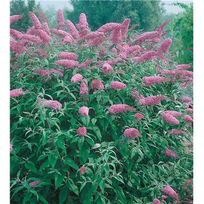 BUDDLEJA DAVIDII FREE PETITE® DARK PINK