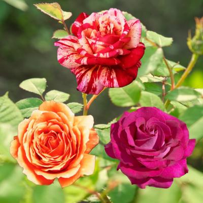 OFFRE SPECIALE ROSIERS BUISSONS - 3 ROSIERS