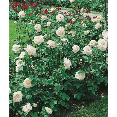 ROSIER POLYANTHA ICEBERG - LE ROSIER