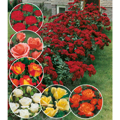 OFFRE FABRE : 7 ROSIERS POLYANTHAS