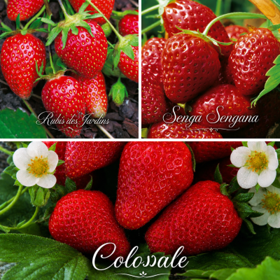 OFFRE FABRE : 60 FRAISIERS