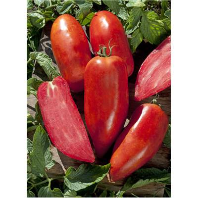 TOMATE BELLANDINE HF1 - 15 SEMENCES