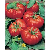 TOMATE MARMANDE VR - 0.5 G