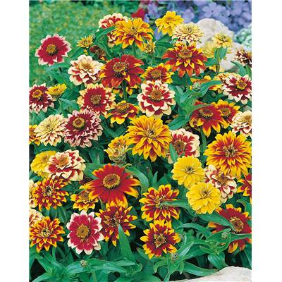 ZINNIA TAPIS PERSAN - 1 G