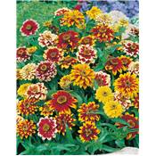 ZINNIA TAPIS PERSAN - 1 G