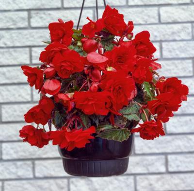 BEGONIA PENDULA CASCADES - 3 BULBES