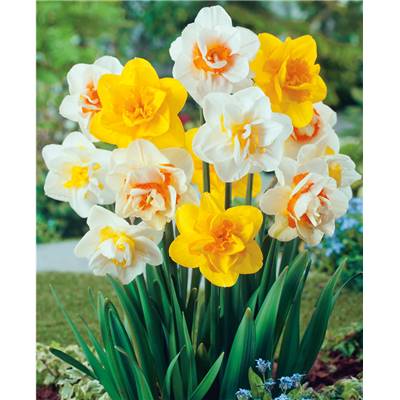 MELANGE NARCISSES DOUBLES - 30 BULBES