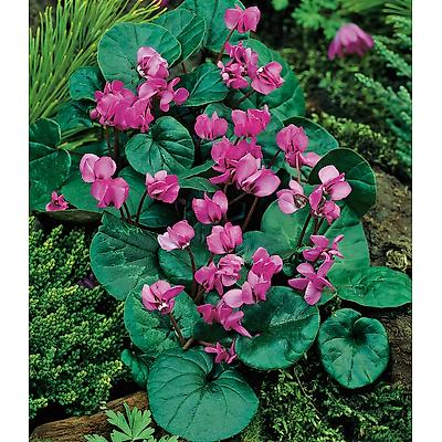 CYCLAMEN COUM - 3 BULBES