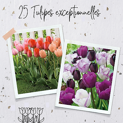 OFFRE SPECIALE 25 TULIPES