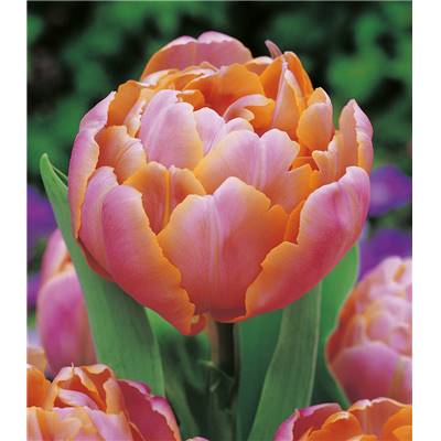 TULIPE PINK STAR 5 BULBES