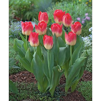 TULIPE MATCH - 10 BULBES