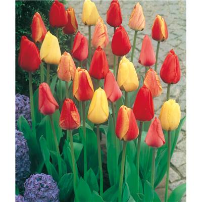 OFFRE SPECIALE 40 TULIPES DARWIN MELANG